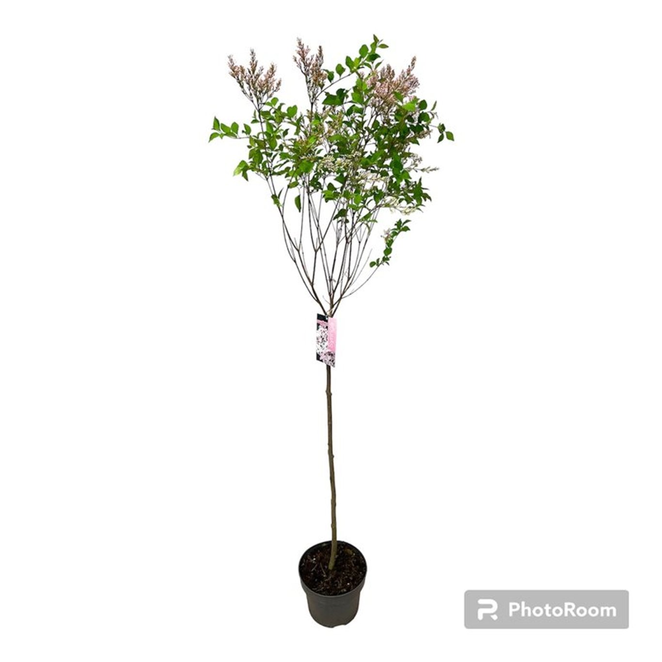 Syren – Syringa 'Flowerfest White'® - 80 CM Stem C5